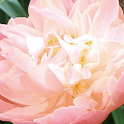 芍药（PAEONIA ALBIFLORA）花精华
