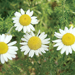 “白花春黄菊花精华