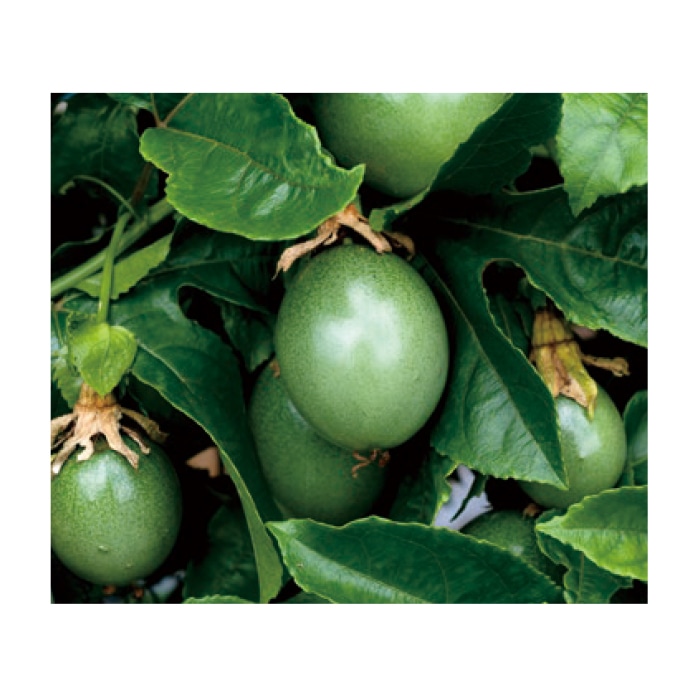 [NEW]添加宝丽复合成分“西番莲GO精华*”。