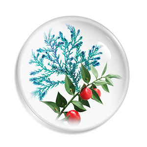 A complex of Rainbow Algae and Butcher’s Broom